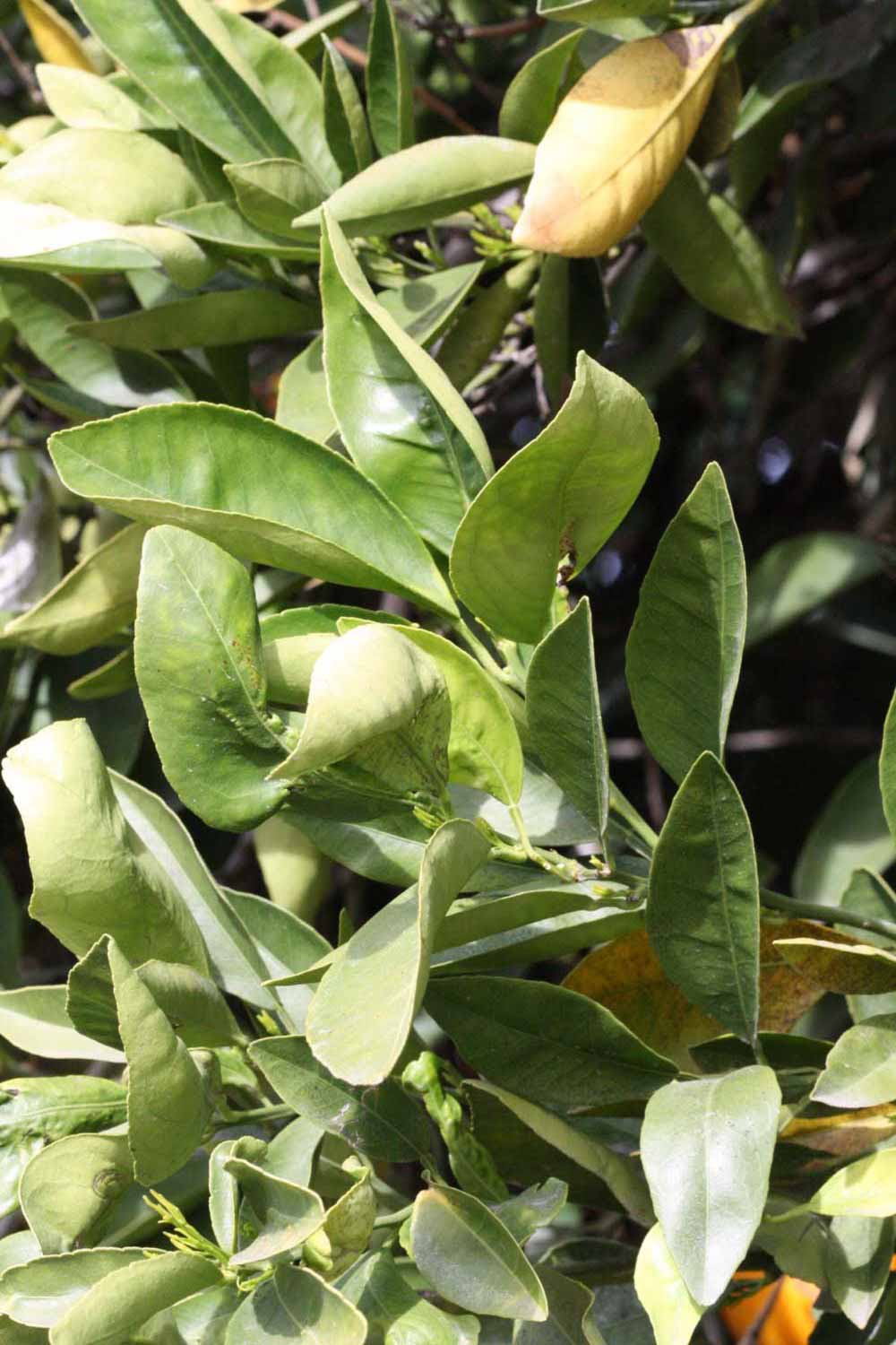              Sun leaves (Frost Navel, Riverside,   CA)       